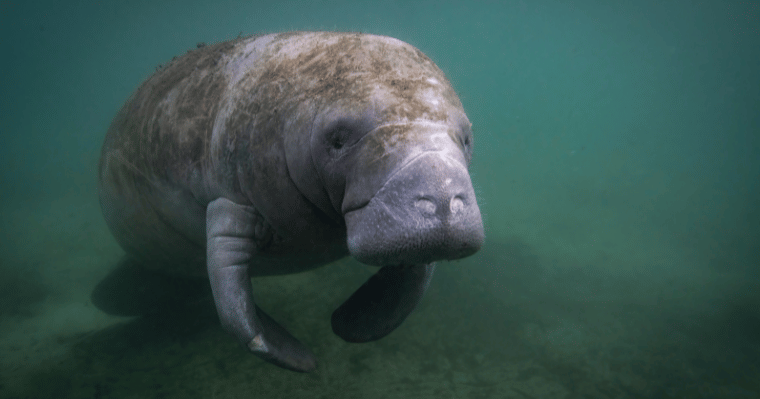 Manatee Sanctuary Park And Dolphin Kayak Tour